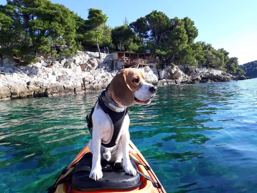 Cavtat: 'Pomalo' Guided Sea Kayaking Tour - Meet at Beach Blato and Get Set Up Fast