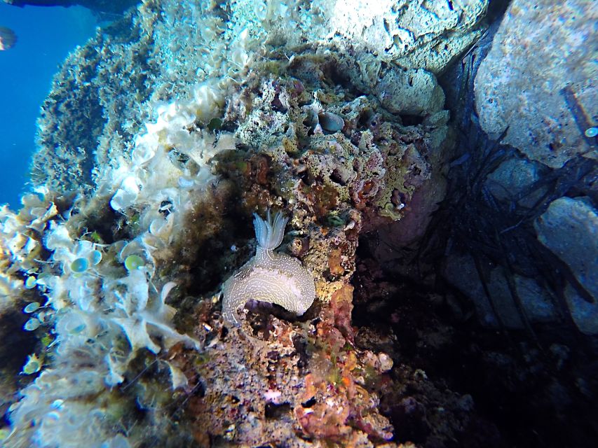 Dubrovnik: 1-Day Discover Scuba Diving Course - Why Dubrovnik’s Adriatic Water Works So Well for a First Course