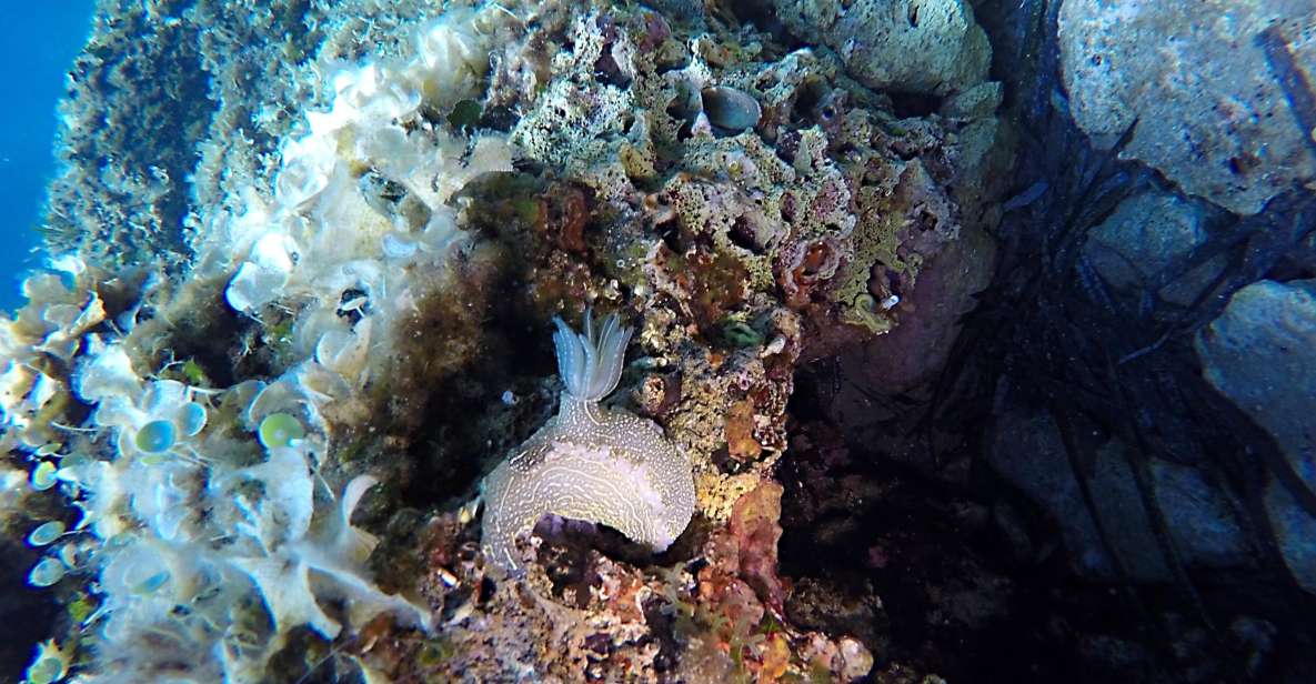 Dubrovnik: 1-Day Discover Scuba Diving Course - Your 1-Day Flow: Briefing, Gear Check, and Two Underwater Sessions