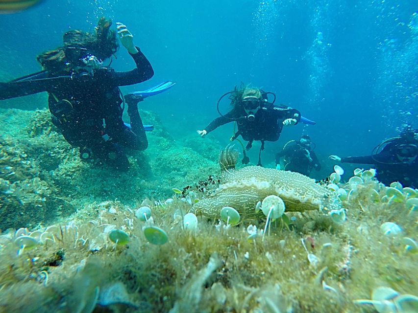 Dubrovnik: 1-Day Discover Scuba Diving Course - Meeting at Dubrovnik Palace: Easy Start, Clear Head