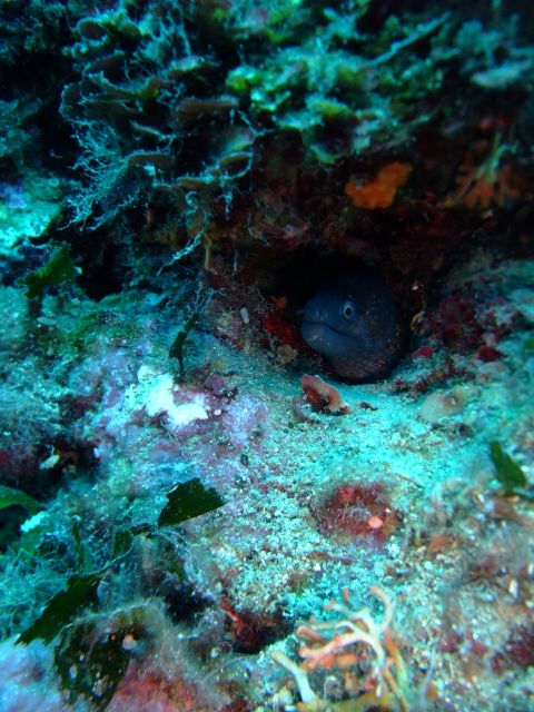 Dubrovnik: 1-Day Diving Package - Why Dubrovnik’s southern dive sites feel different
