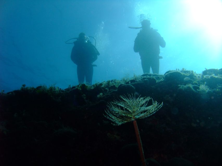 Dubrovnik: 1-Day Diving Package - Water temperature: plan for cold even with a 5mm suit