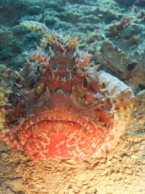 Dubrovnik: 1-Day Diving Package - Lunch and your break between dives
