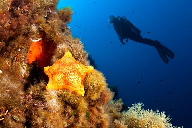 Dubrovnik 1 Dive for Certified Divers - First check-in at Blue Planet in Dubrovnik