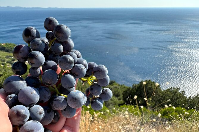 Dubrovnik Private Wine Tasting Tour to Peljesac Peninsula - How to make the private format work for your pace