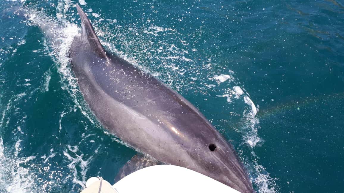 Hello Dubrovnik: Blue Cave Tour 4h - All Inclusive - The cruise leg: photo stops, marine life spotting, and drink breaks