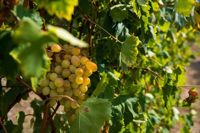 Konavle Valley: Tour with Wine Tasting from Dubrovnik - Duration, pacing, and group size: what six hours really means