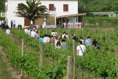 Konavle Valley Wine Tour from Dubrovnik with Train Ride and Wine Tasting - Pickup and Timing That Matter (Because Dubrovnik Traffic Is Real)