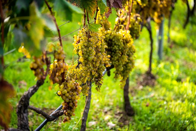 Olive farm & village - Who This Tour Fits Best (and Who Might Skip It)