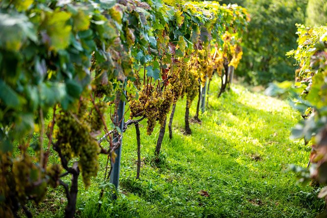 Olive farm & village - Walking the Olive Groves: Easy Hiking, Real Footsteps