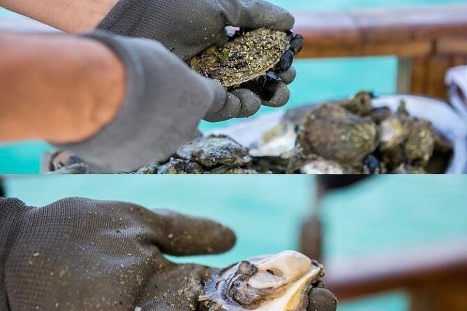 Oyster farm experience / Private day trip from Dubrovnik - Curlin winery wine tasting in Ponikve: the included sip you should plan around