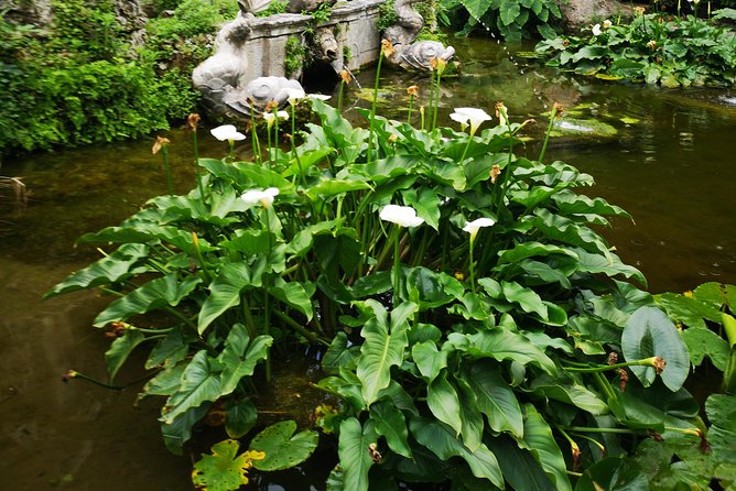 Panorama Dubrovnik & Arboretum Trsteno PRIVATE TOUR - Stop One: Ombla River, Delta, and Water-Powered History
