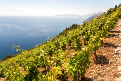 Pelješac Full-Day Wine and Food Tour from Dubrovnik - Ston’s walls and salt works: the medieval warm-up
