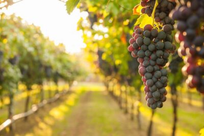 Peljesac Peninsula Wine Tasting Luxury Tour from Dubrovnik - The Ride Along the Dalmatian Coast: Views Without the Hassle
