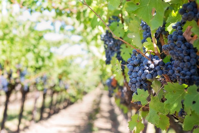Peljesac Peninsula Wine Tasting Luxury Tour from Dubrovnik - What’s Included (and What You’ll Need to Budget For)