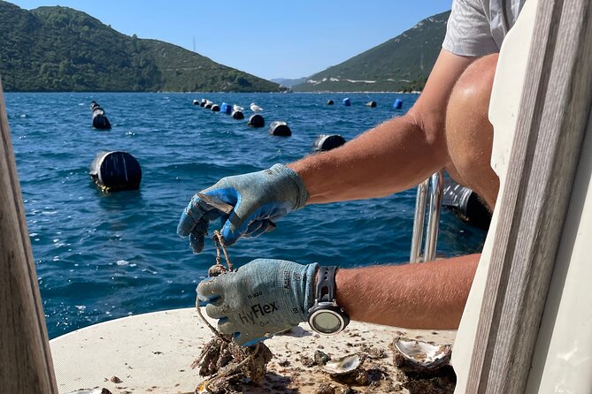 Pelješac - Wine, Oysters and Food Experience from Dubrovnik - Hodilje oyster tasting: fresh sea flavor plus Buzara