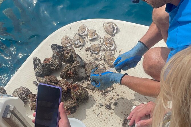 Pelješac - Wine, Oysters and Food Experience from Dubrovnik - Who should book this Pelješac food and wine day