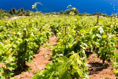 Peljesac&Ston Small-Group Food & Wine Experience from Dubrovnik - Mali Ston and Ston salt pans: the salty history you can taste