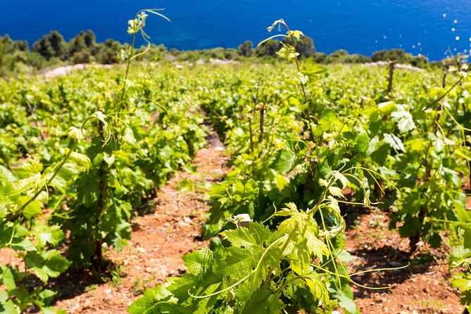Peljesac&Ston Small-Group Food & Wine Experience from Dubrovnik - Mali Ston and Ston salt pans: the salty history you can taste