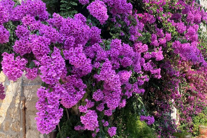 Private Game of Thrones Tour with King's Landing Garden - Trsteno Arboretum: Where Kings Landing Feels Like It Was Built for the Show