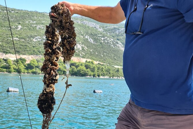 Private Oyster and Wine Tasting Day Trip along Peljesac - Ston City Walls and Mali Ston: A Walk With Big Views and Tight Timing