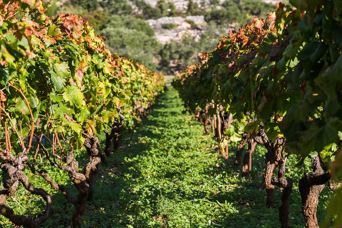 Private Tour: Ston and Peljesac Peninsula Day Trip with Wine Tasting - Ston Town and Mali Ston: Walls, Salt, and Oysters