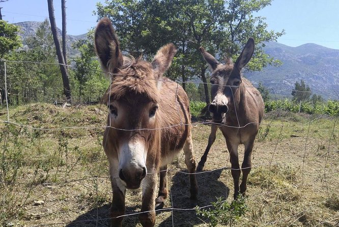 PRIVATE Wine Tour to Konavle country side - Konavle countryside from Dubrovnik: why the private transfer matters