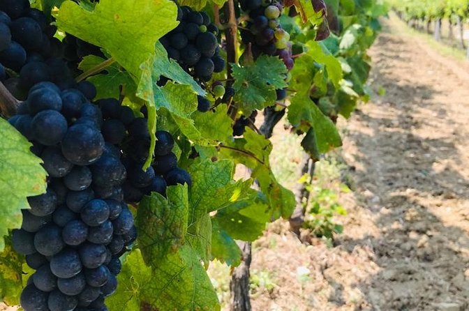 PRIVATE Wine Tour to Konavle country side - The tasting lineup: four wines plus four homemade liqueurs