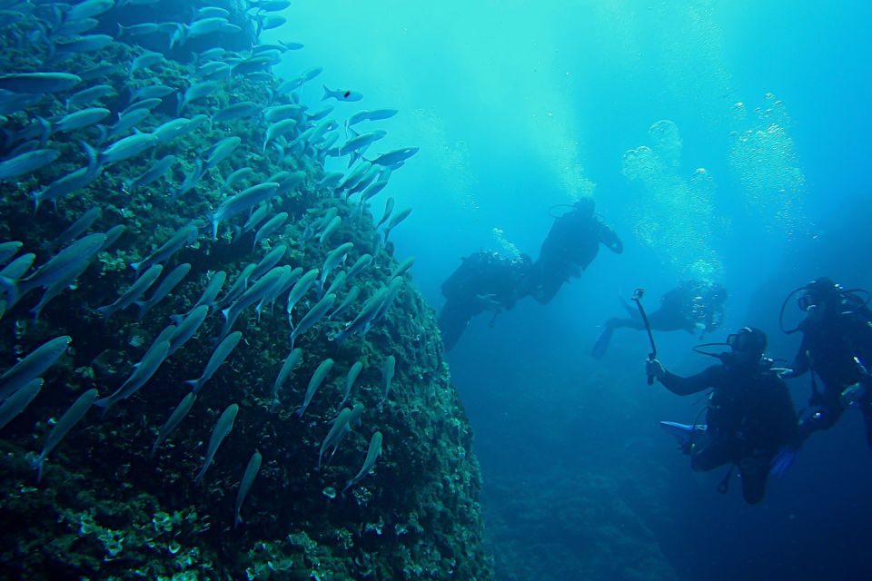 Scuba Diving in Dubrovnik: 1 Dive for Certified Divers - Who this Dubrovnik underwater session suits best