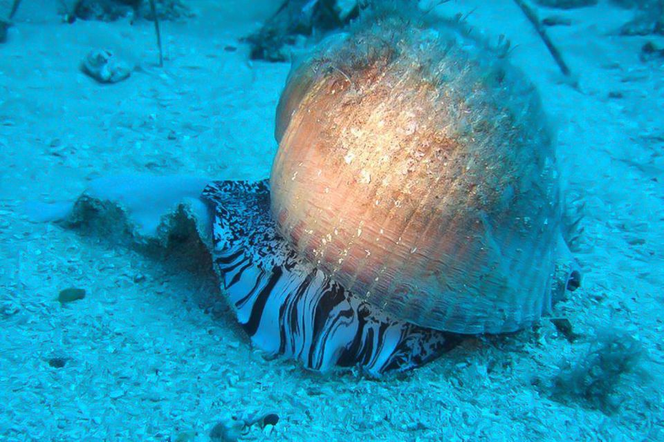 Scuba Diving in Dubrovnik: 1 Dive for Certified Divers - A 150-minute certified scuba session built for already-comfortable people