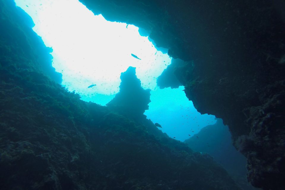 Scuba Diving in Dubrovnik: 1 Dive for Certified Divers - What you’ll see underwater: reefs, caves, caverns, and wreck structure
