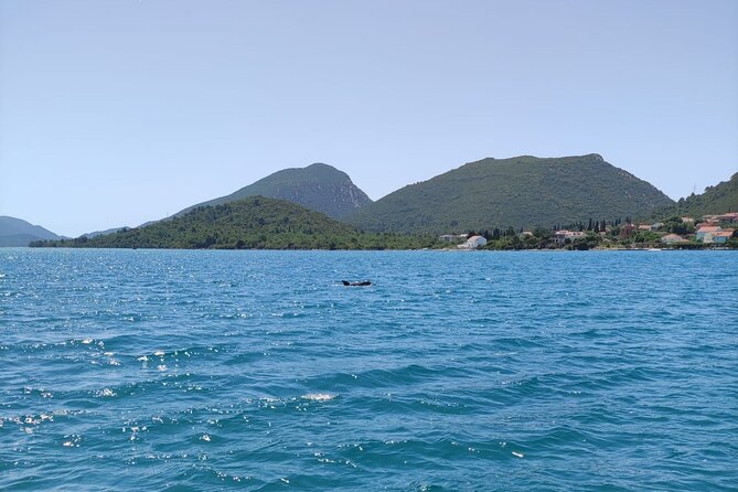 Ston Seafood & Pelješa Wine Boat Tour with Oysters and Mussels - Škurla Family Winery in Broce: Wine Tasting With Cellars Included