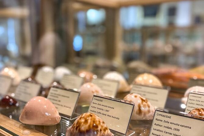 Visit Shell Museum Cavtat - Key highlights to look forward to