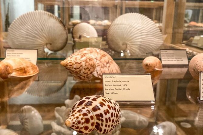 Visit Shell Museum Cavtat - Inside the guided experience: how the visit is paced