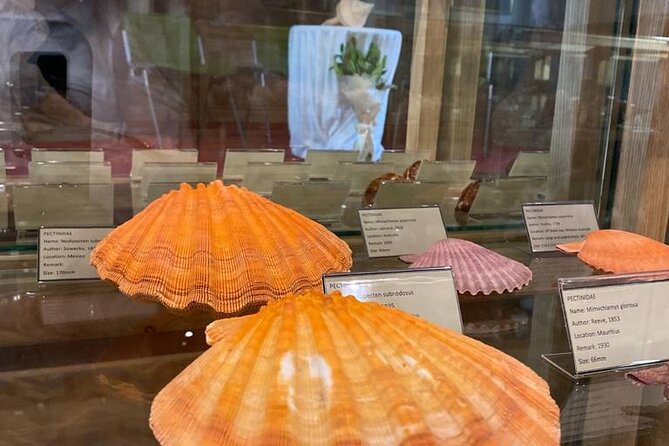 Visit Shell Museum Cavtat - Who this museum fits best (and who might want to skip it)