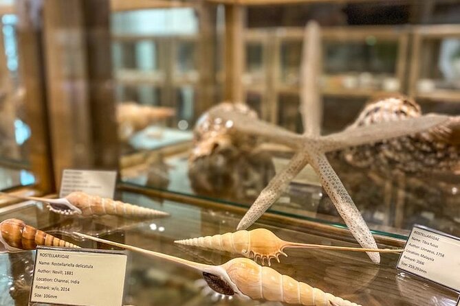 Visit Shell Museum Cavtat - What you’ll see: 3,500+ seashell species and shell formations