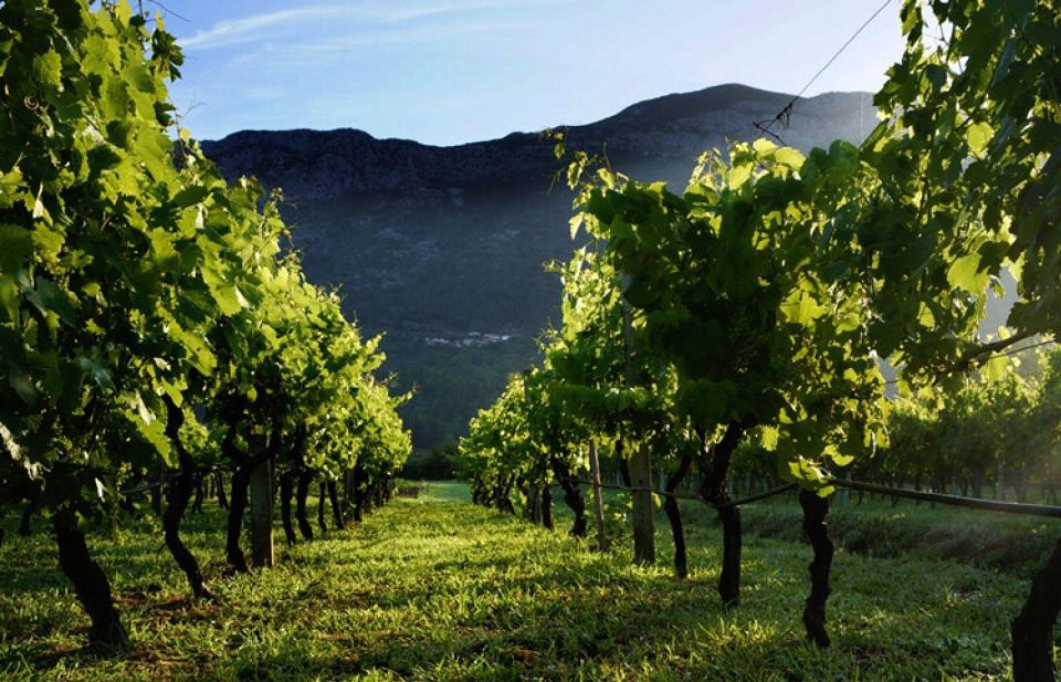 Wine Lover's Tour from Dubrovnik - Winery Stop One: Family-Run Feel, Guided Tour, and Your First Tastings